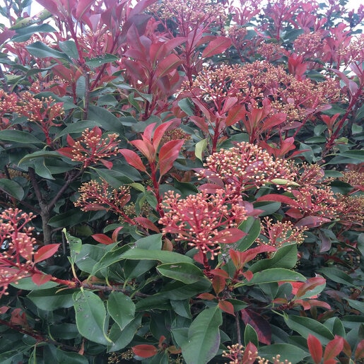 Photinia Glabra Parsur Red Fury Photinia | SiteOne US